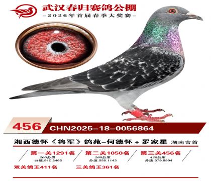 武汉春归决赛456名