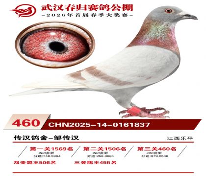武汉春归决赛460名