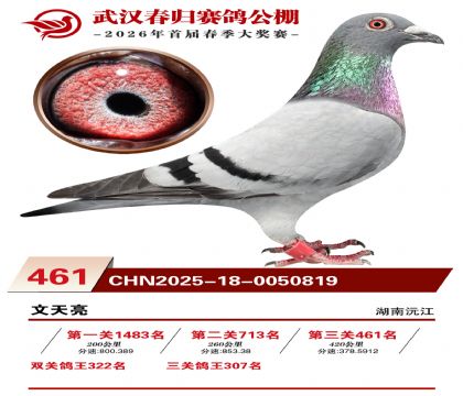 武汉春归决赛461名