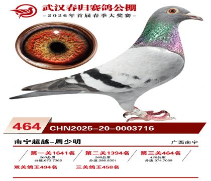 武汉春归决赛464名