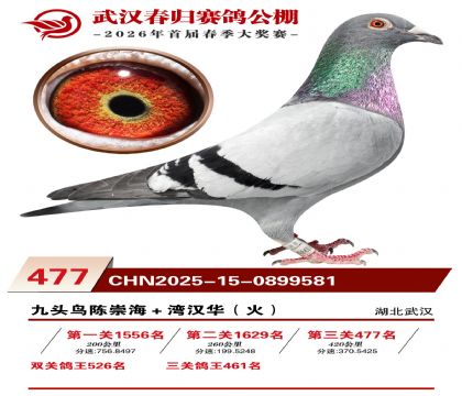 武汉春归决赛477名