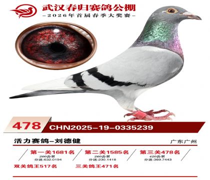 武汉春归决赛478名