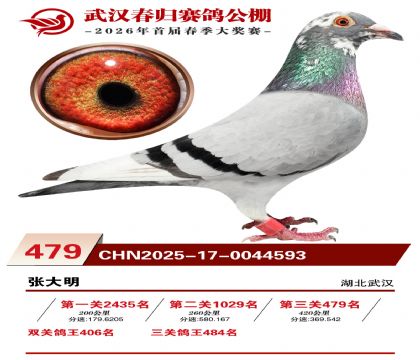 武汉春归决赛479名