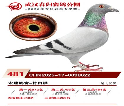 武汉春归决赛481名