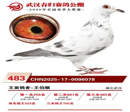 武汉春归决赛483名