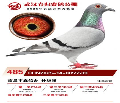 武汉春归决赛485名