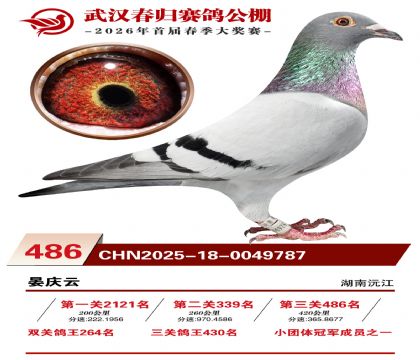 武汉春归决赛486名