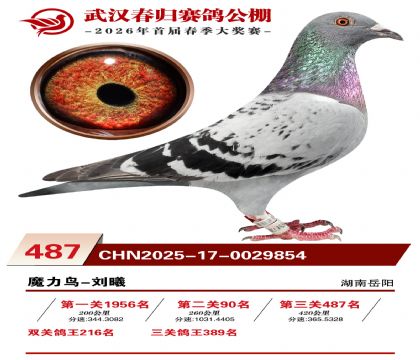 武汉春归决赛487名