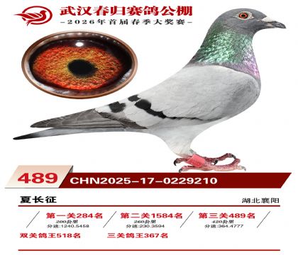 武汉春归决赛489名