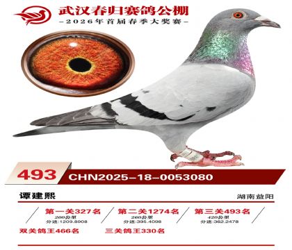 武汉春归决赛493名
