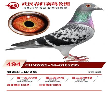 武汉春归决赛494名