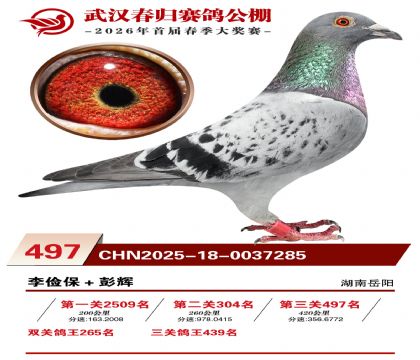 武汉春归决赛497名