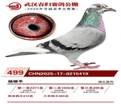 武汉春归决赛499名
