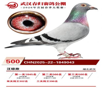 武汉春归决赛500名