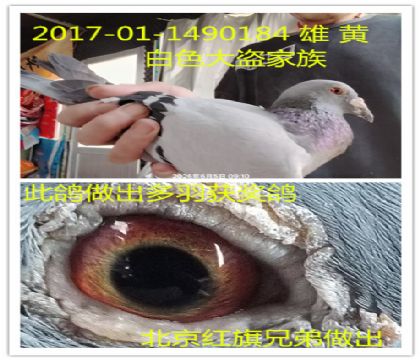 �����ָ뱱�������ֵ�������ɫ�������