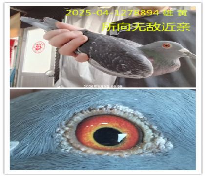 �رȻ��Ǿ�ֱ�������޵�