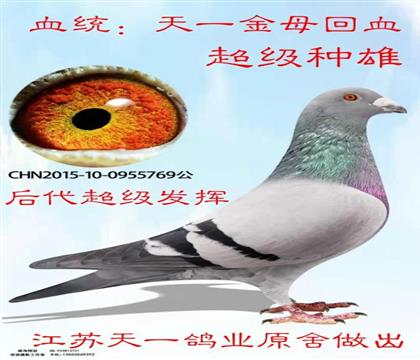 �游
