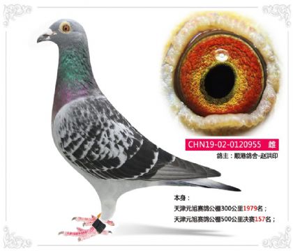 ���Ԫ�����빫��500�������157��   ��