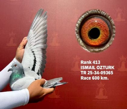 ̩�������Ź������빫��600�����վ��413��   ��