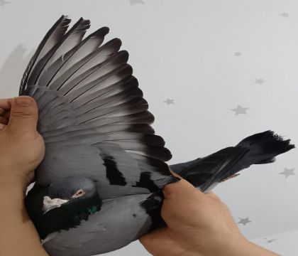 9