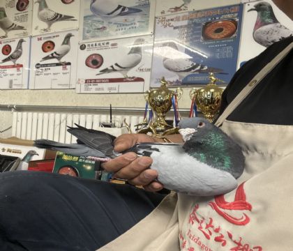 17.���ᷲ��������462