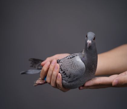 ��������ֱ�ӡ�ñ��Ϸ��ֱ��Ů