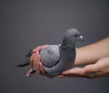 ��Խ���ض�ֱ���������ʮ����ֱŮ