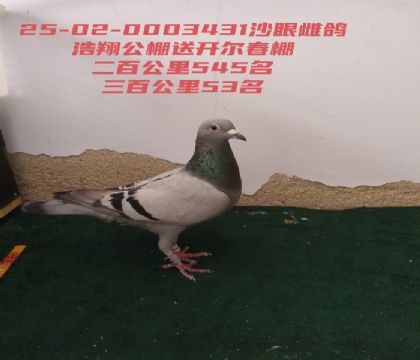 �����������ٹ���53�����ٹ���545��