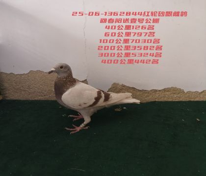 Ҽ�Ź����İٹ���442���ش���ѡ��