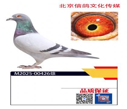ǧ����13��ͬĸ426