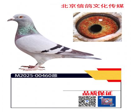 �����ָ� ղɭ460