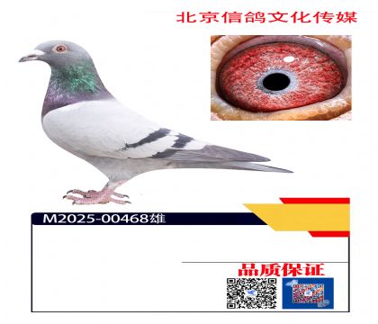 �����ž���80��ֱ��468��