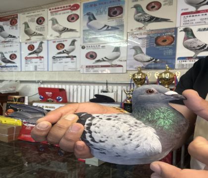 13.����˳�蹫���վ���鳲019