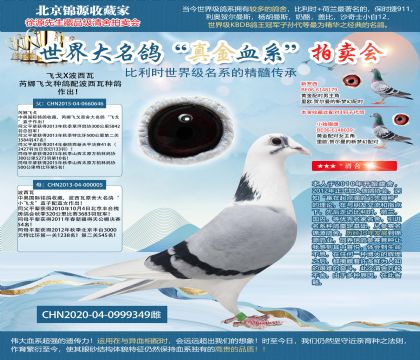中奥国际原舍-飞戈X波西瓦349