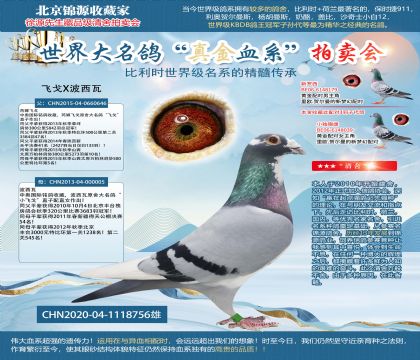 中奥国际原舍-飞戈X波西瓦756