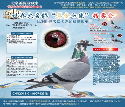长城鸽业原舍-“闪电波治孙女”