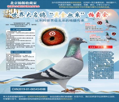 长城鸽业原舍“年轻超级克拉克”回血