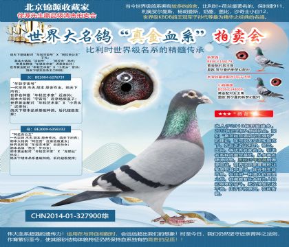 鸽天下原舍-年轻宇宙号直子