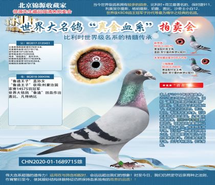 长江鸽业原舍-吉诺克里克X盖比