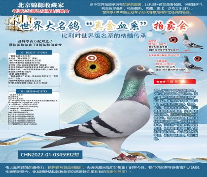 基特尔百万配对直子22-0345992雄