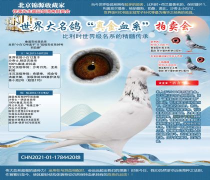 小白12号直子 X 超级克拉克69号回血雌21-178442