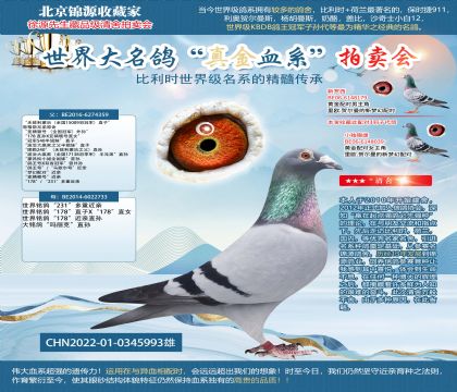 无敌利蒙治直孙22-0345993雄
