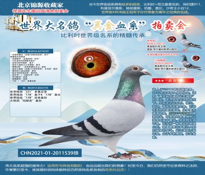 无敌利蒙治直孙21-2011539雄