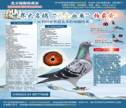 奥林匹克基特尔006全兄弟直子23-0977706雄