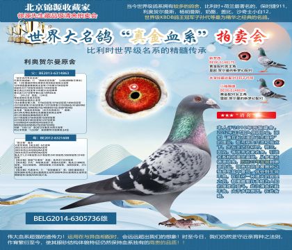 利奥贺尔曼原舍-鸽王杨