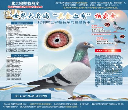PIPA菁英育种中心原舍-保时捷911X全妹