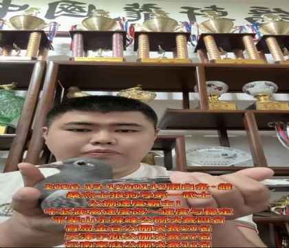 桑杰士狼狗号第一武士/龍轩黄金配对作育