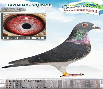 乔斯佛卡门金红眼672