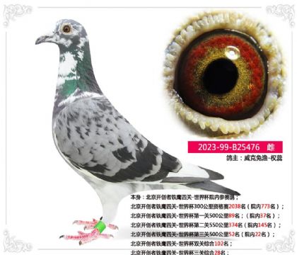北京开创者铁鹰四关-世界杯三关综合28名 雌
