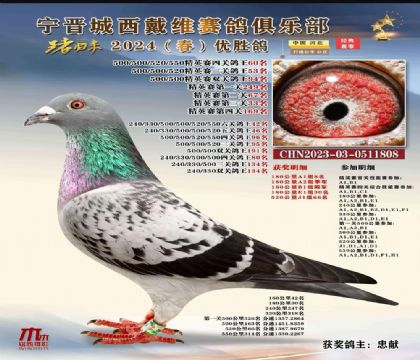 河北宁晋城西戴维赛鸽俱乐部精英赛四关鸽王60名 雄